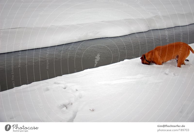 The needle in the haystack Winter Snow Water Ice Frost Coast River Contrast Pet Dog Dig 1 Animal Fragrance Discover Simple Firm Fluid Free Bright Cold Brown