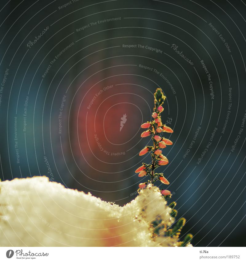 Soloist Snow Heath Environment Nature Landscape Climate Beautiful weather Ice Frost Plant Bushes Blossom Heather family Blossoming Freeze Growth Fresh Cold Blue