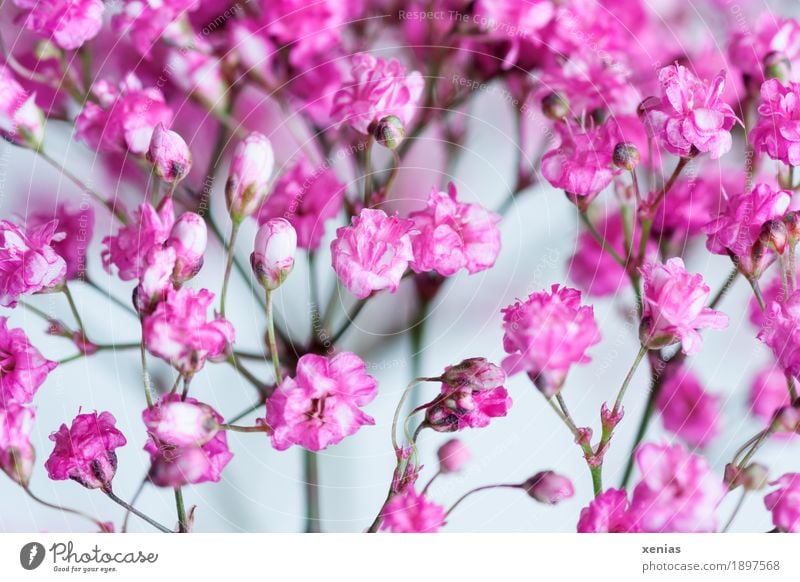 Pink gypsophila against a white background gypsum herb Baby's-breath Plant Spring Flower Blossom panicle bush Gysophila paniculata Garden Bouquet Small White