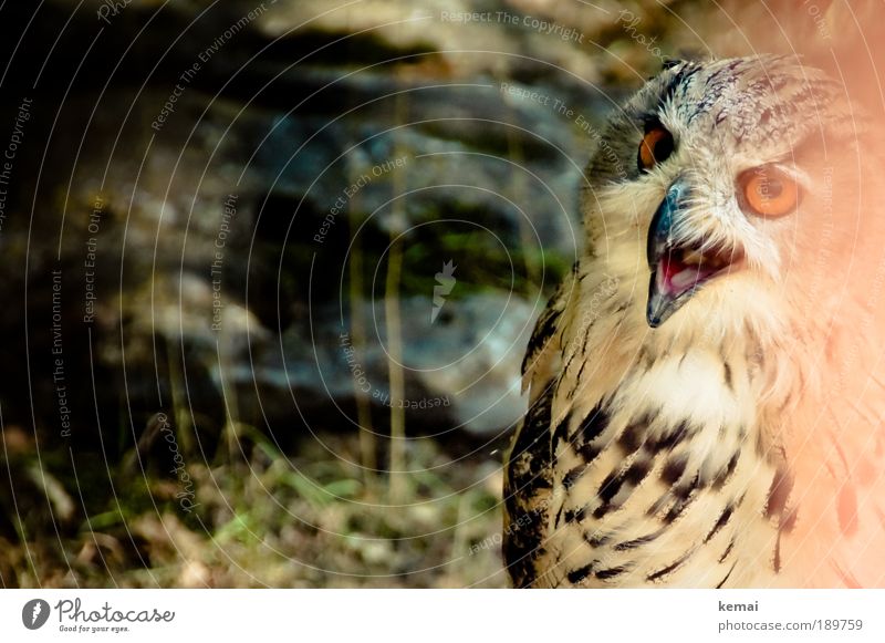 Talking owl Environment Nature Animal Earth Plant Moss Stone Wild animal Animal face Zoo Owl birds Eagle owl Strix Feather Beak Eyes Plumed 1 Looking To talk