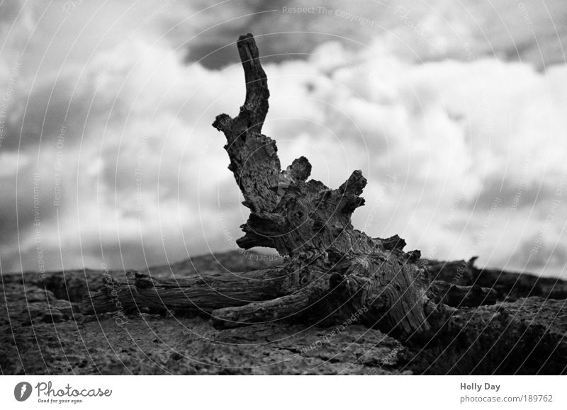 Old wood Environment Nature Plant Earth Sky Clouds Summer Drought Tree Tree trunk Root Burl wood Rock Authentic Black Distress Esthetic Bizarre Stagnating