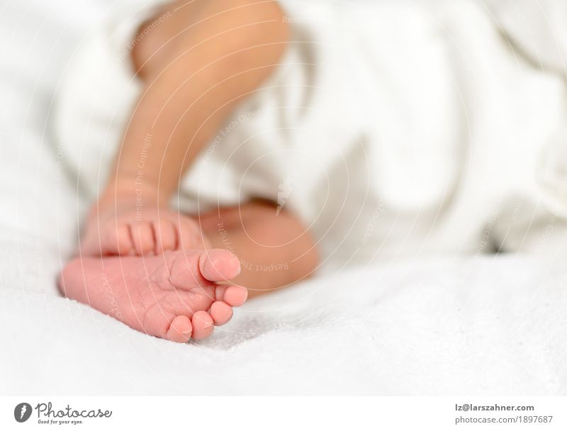 Close up of tiny adorable pink baby feet Body Skin Life Child Human being Baby Family & Relations Infancy Feet 1 0 - 12 months Love Small Cute Soft Pink White