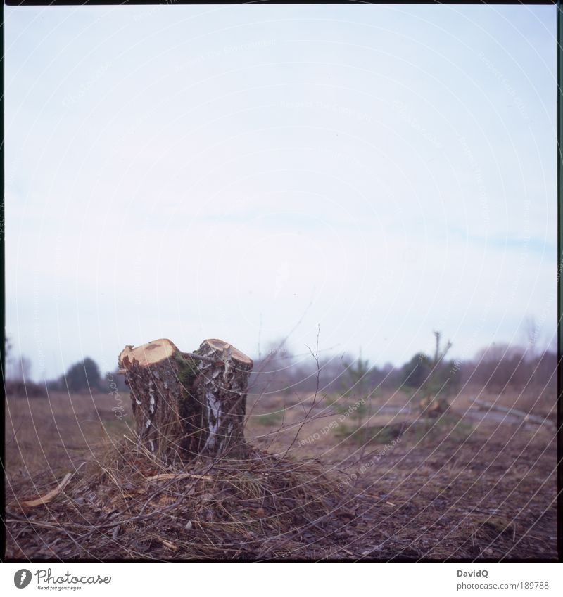 been in the woods Environment Nature Landscape Plant Autumn Tree Birch tree Grief Death Environmental pollution Lose Change Destruction Forest Forestry Chainsaw