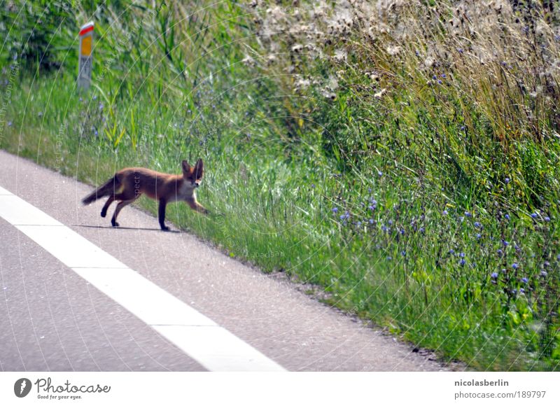 road trip Environment Nature Landscape Plant Animal Meadow Traffic infrastructure Lanes & trails Wild animal Animal face 1 Going Hunting Authentic Exceptional