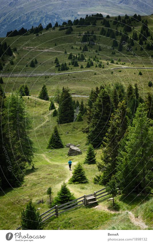 Woman wanders through the Plamorter Boden, Vinschgau, Italy Human being Nature Bog Marsh Going Hiking Adventure Contentment Relaxation Fitness Freedom