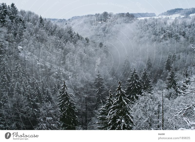 Ghost Forest III Environment Nature Landscape Plant Elements Air Sky Cloudless sky Winter Climate Weather Fog Ice Frost Snow Tree Dark Creepy Cold White