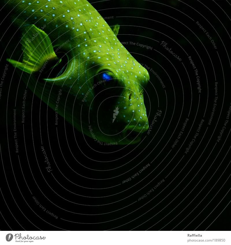 yellowbird Animal Fish Wing Aquarium 1 Observe Movement Illuminate Dive Dream Sadness Fin Yellow Blue Shadow play Eyes Point Glide Green Colour photo