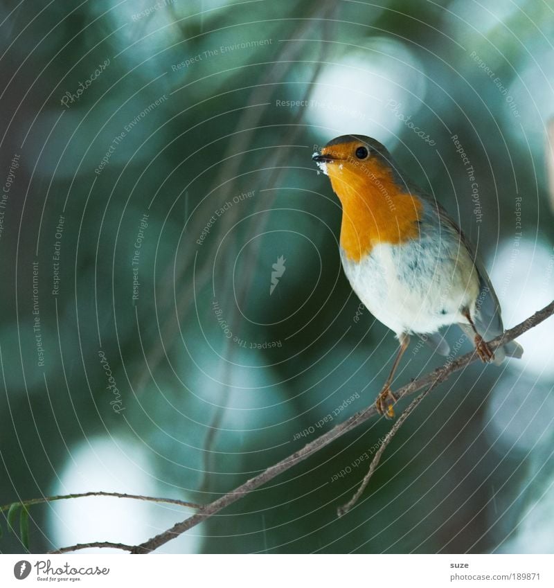 robin Winter Nature Animal Tree Wild animal Bird 1 Feeding Sit Wait Small Cute Green Red Robin redbreast Song Neck Songbirds Twig Beak Ornithology Sing