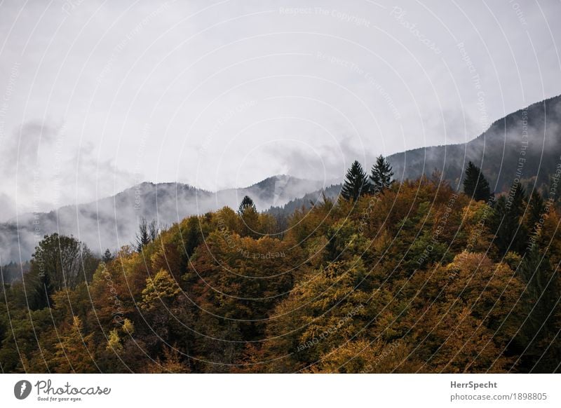 Mountain Forest Fog Environment Nature Landscape Autumn Alps Peak Esthetic Cold Gray Green Misty atmosphere Mountain forest Fog bank Moody Colour photo