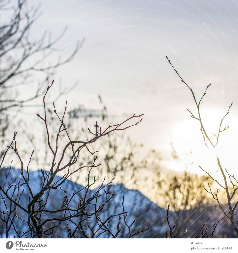 View with ups and downs Landscape Sky Sunrise Sunset Sunlight Winter Beautiful weather Bushes Twigs and branches Alps Mountain Friendliness Natural Blue Gold