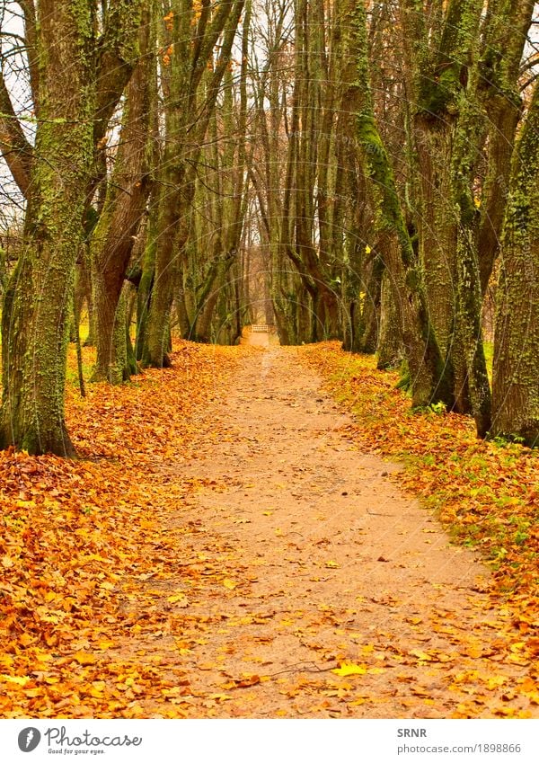 Autumn Alley Garden Nature Landscape Tree Leaf Park Forest Natural Yellow Gold fall November October Scene scenery Seasons wood Colour photo Deserted