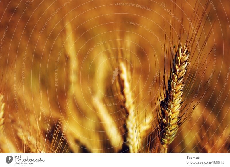 "Fangis in the rye" Nature Plant Agricultural crop Yellow Gold Rye Rye field Grain Grain field Mature Field Day Subdued colour Warm colour Rye ear Colour photo