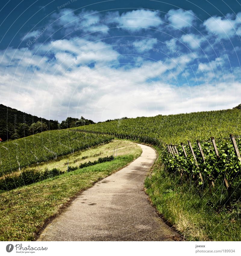 Cultivated Nature Plant Sky Clouds Summer Beautiful weather Foliage plant Field Hill Street Lanes & trails Blue Green Patient Calm Vineyard Extend Winery