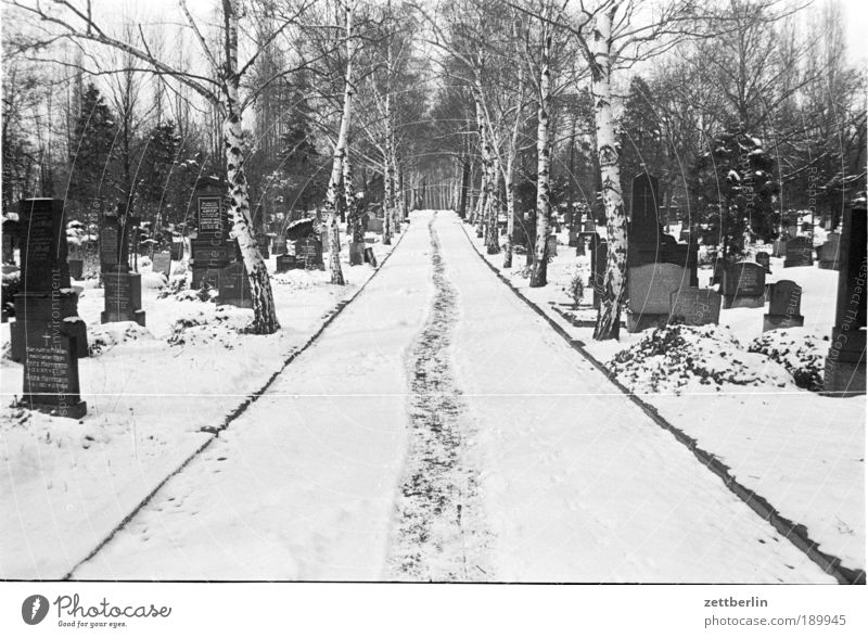 graveyard Cemetery Lanes & trails Snow Snowfall Winter Grave Tomb Line Direct Right ahead Footpath Marvel Hiking Fantastic Class outing Walking To go for a walk