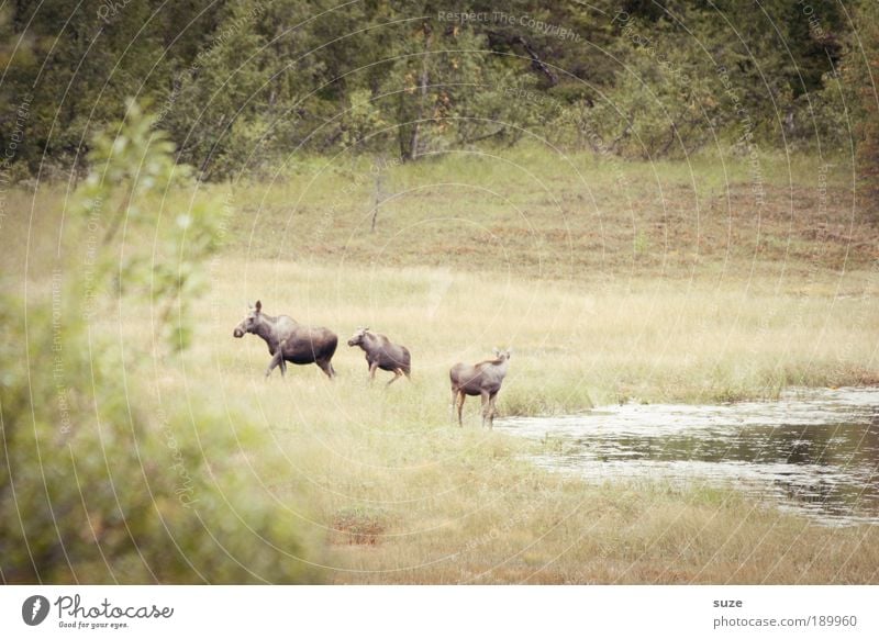 Family Elchinger Vacation & Travel Adventure Environment Nature Landscape Plant Animal Bushes Meadow Lakeside Wild animal Elk Elk cow Elk calf 3 Animal family