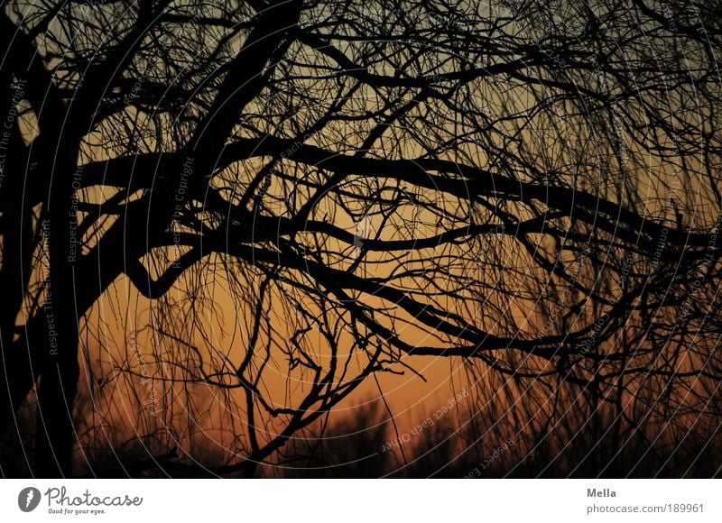 Evening Environment Nature Plant Sky Sunrise Sunset Climate Beautiful weather Tree Branch Forest Hang Growth Natural Moody Calm Longing Mysterious Idyll Break