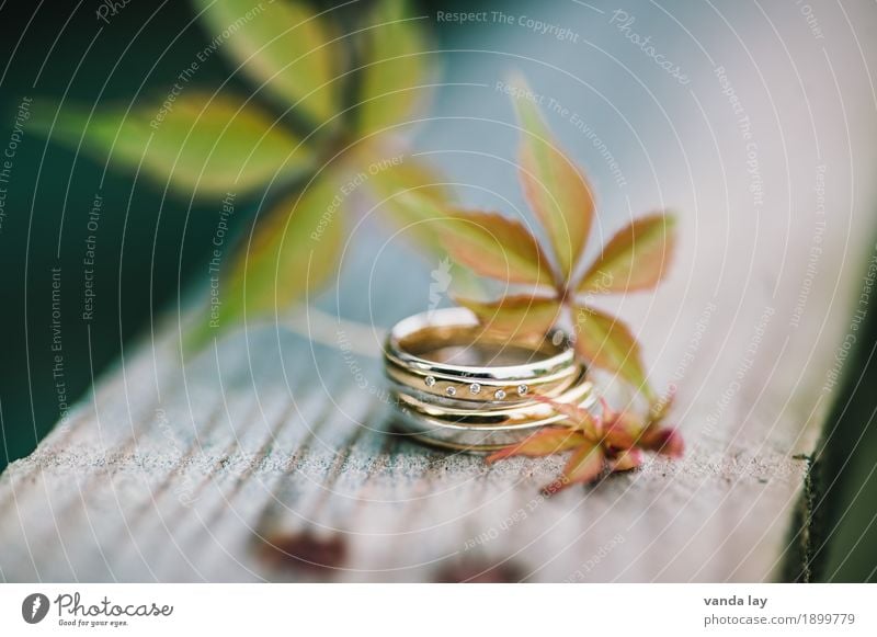 wedding rings Wedding Fashion Ring Wedding band Matrimony Silver Gold Diamond Diamond ring Together Love Loyalty Team Teamwork Divide Colour photo Exterior shot