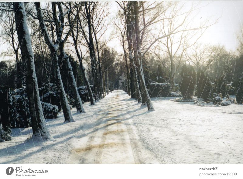 forest path Footpath Cemetery Snow Lanes & trails