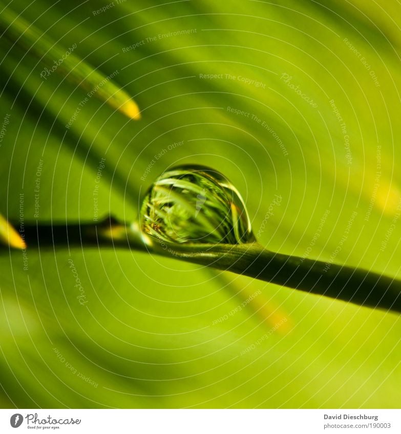 Nature in the pearl Plant Water Spring Summer Foliage plant Green Silver Glittering Wet Dew Fir needle Colour photo Close-up Detail Structures and shapes Day