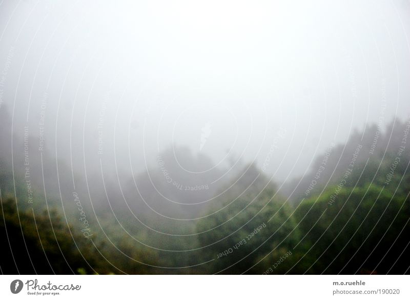 Feeling country II Environment Nature Landscape Sky Clouds Weather Bad weather Fog Tree Coniferous forest Esthetic Exceptional Fantastic Wet Soft Green Moody