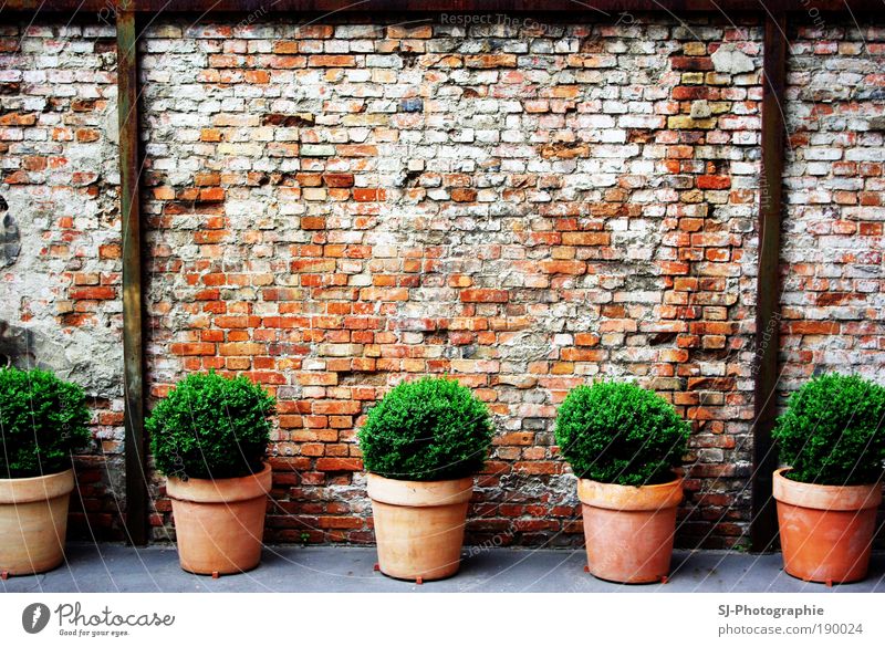 Backyard in Berlin Plant Leaf Foliage plant Deserted Ruin Wall (barrier) Wall (building) Stone Concrete Build Exceptional Dirty Brown Gray Green Black White