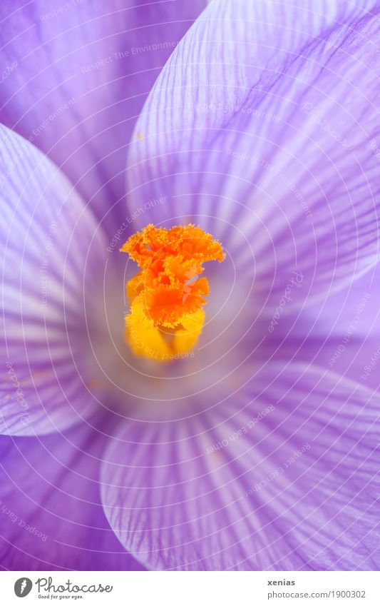 Macrophotograph: yellow pistils in violet crocus Spring Flower Blossom Crocus swordlily plant Violet Orange Stamp Detail Macro (Extreme close-up)