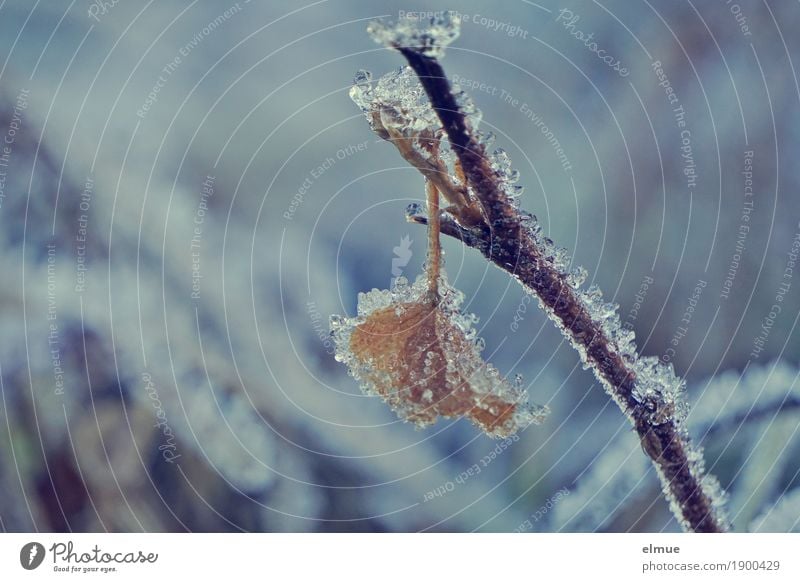 icily Nature Plant Winter Ice Frost Leaf Father Frost Freeze Hang Cold Calm Unwavering Hope Longing Loneliness Esthetic Bizarre End Creativity Break Survive