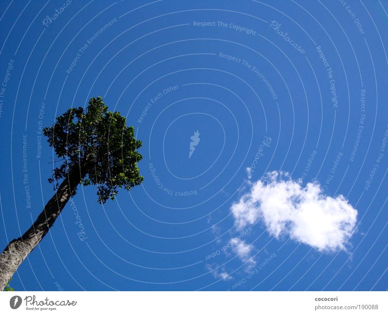 Tree and Cloud Nature Plant Sky Clouds Summer Illuminate Dream Blue sky Australia Air Free space Colour photo Exterior shot Aerial photograph Copy Space right