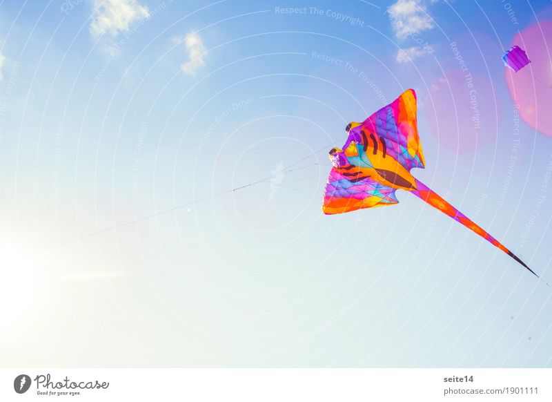 Dragon, Wind, Blue Sky, Free Text Space, Childhood Departure Photography Background picture Kite Hang glider Flying Freedom Leisure and hobbies Happy Horizontal