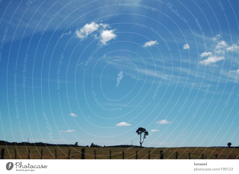 lonely tree Environment Nature Landscape Earth Air Sky Clouds Horizon Sunlight Summer Beautiful weather Tree Grass Meadow New Zealand Skyline Deserted