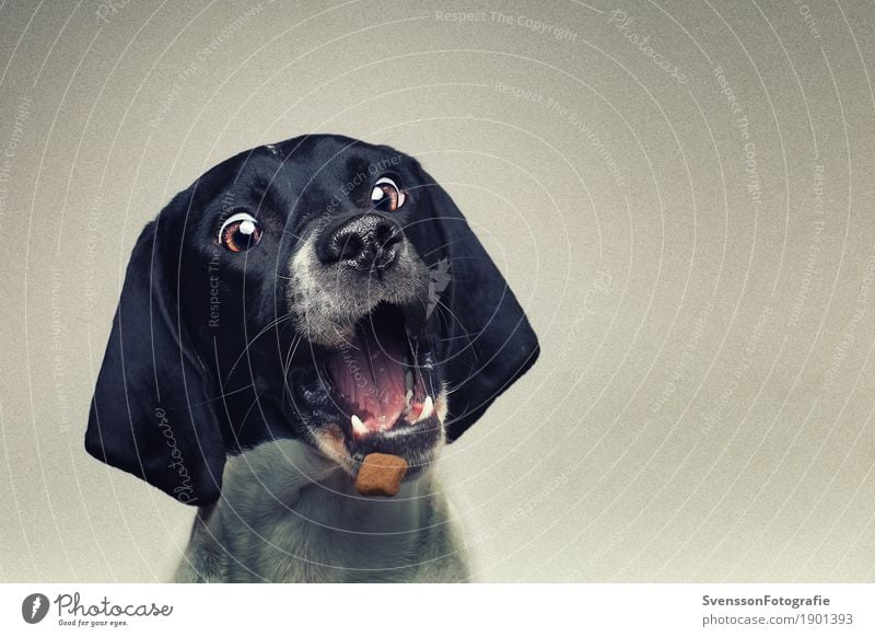 Dog grabs treats Animal Pet Animal face 1 Eating To feed Feeding Sit Playing Joy Colour photo Studio shot Copy Space right Flash photo Shallow depth of field