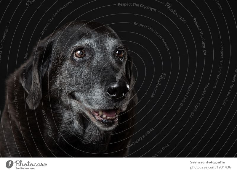 Dogs Grandma Animal Pet Animal face 1 Sit Colour photo Studio shot Close-up Flash photo Shallow depth of field Looking away