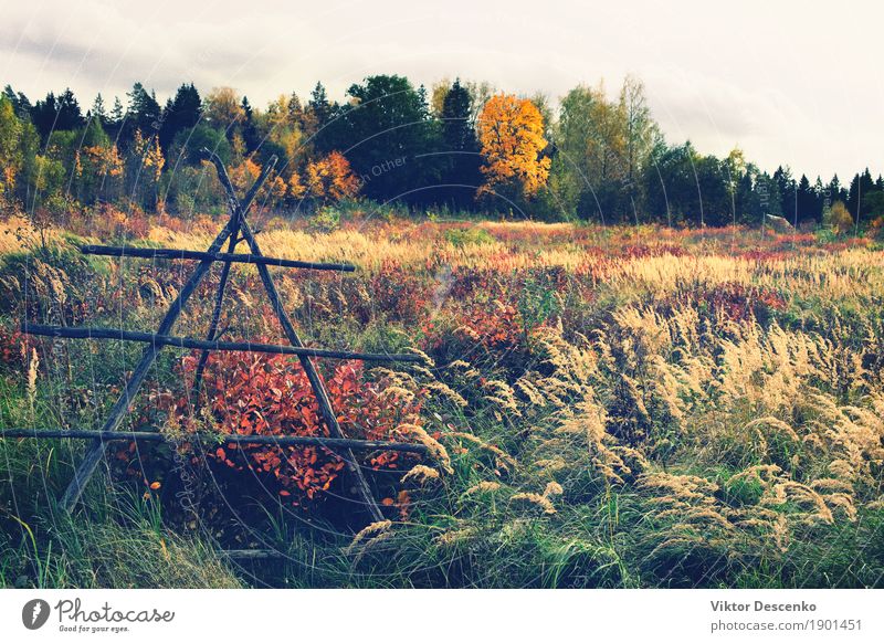 A field in rural landscape Beautiful Summer Sun Environment Nature Landscape Plant Autumn Tree Grass Leaf Park Meadow Forest Baltic Sea Growth Bright Natural