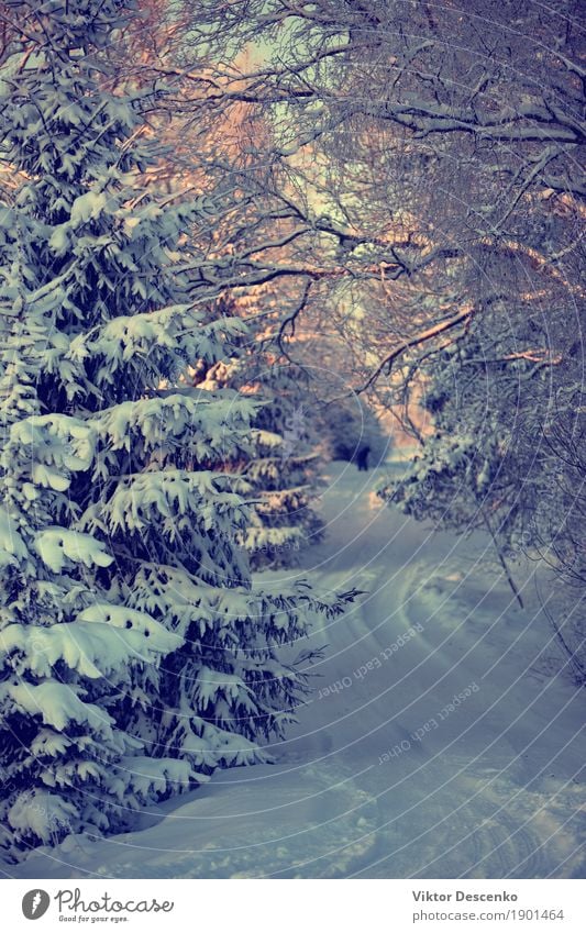 The road through the snow in winter Beautiful Trip Winter Snow Nature Landscape Sky Weather Tree Park Forest Baltic Sea Street Lanes & trails Freeze