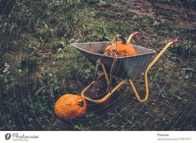 Pumkin harvest with a wheelbarrow Vegetable Fruit Garden Decoration Thanksgiving Hallowe'en Work and employment Gardening Tool Group Nature Plant Autumn Grass