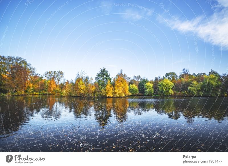 Autumn landscape with a lake and trees Beautiful Vacation & Travel Environment Nature Landscape Sky Tree Leaf Park Forest Pond Lake River Bright Brown Yellow