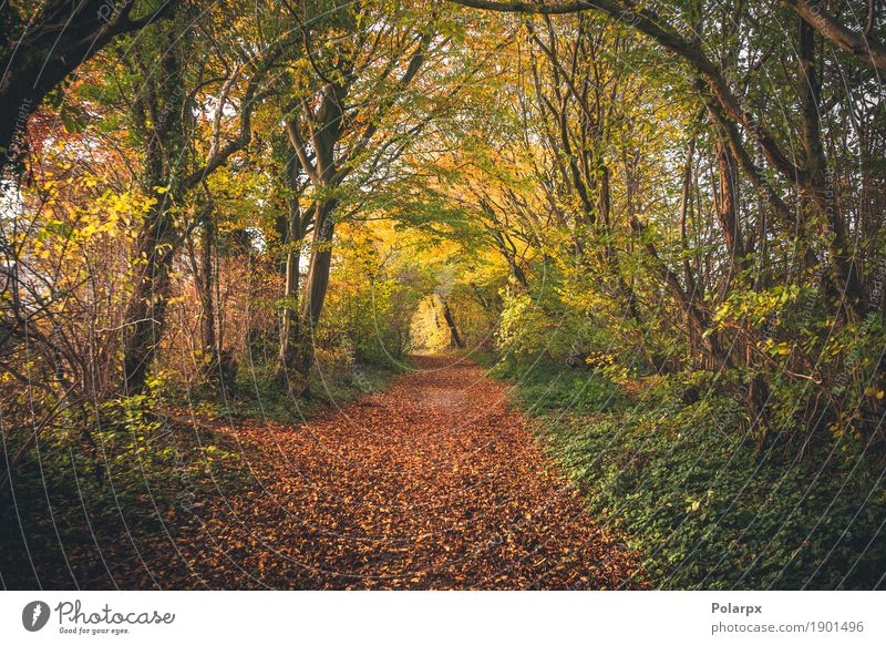 Fairytale forest in the fall Beautiful Environment Nature Landscape Autumn Tree Leaf Park Forest Street Lanes & trails Bright Natural Yellow Gold Green Red