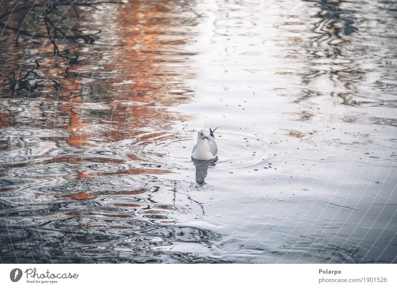 Wild bird in the cold water in the morning Beautiful Ocean Winter Nature Landscape Animal Sky Autumn Weather Park Coast Lake Bird Movement Flying Freeze Stand