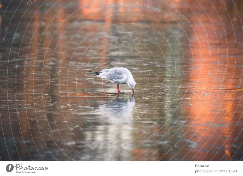 Seagull looking for food on a frozen lake Beautiful Ocean Winter Nature Landscape Animal Sky Autumn Weather Park Coast Lake Bird Movement Flying Freeze Stand