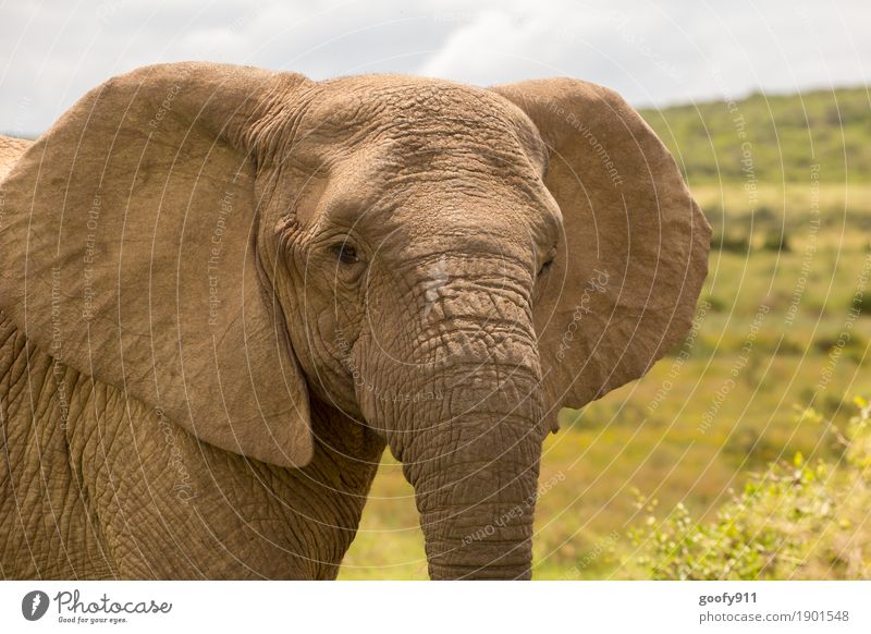 Hello!!! Environment Nature Landscape Earth Sky Clouds Sun Sunlight Spring Summer Autumn Beautiful weather Warmth Plant Bushes South Africa African Elephant