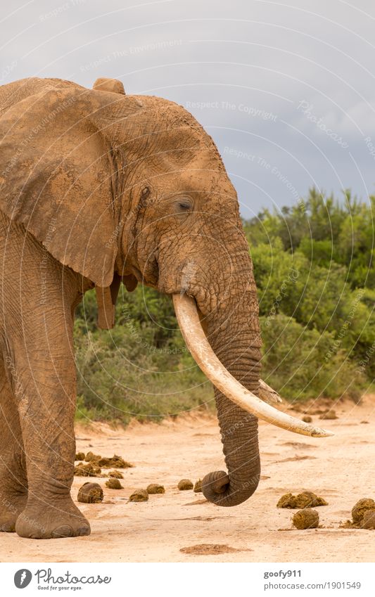 Roadblock!!! Trip Adventure Far-off places Safari Expedition Environment Nature Landscape Earth Sand Sky Clouds Spring Summer Autumn Tree Bushes South Africa