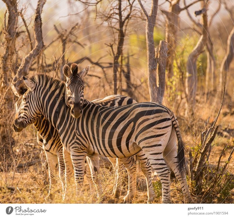 Cuddly!!! Environment Nature Elements Earth Sand Spring Summer Autumn Warmth Drought Tree Bushes Desert Africa Animal Wild animal Animal face Zebra