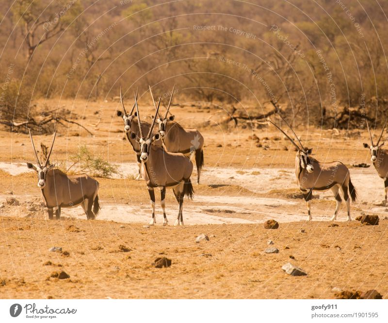 Everything in view!!! Environment Nature Landscape Elements Earth Sand Spring Summer Autumn Beautiful weather Warmth Drought Tree Bushes Desert South Africa