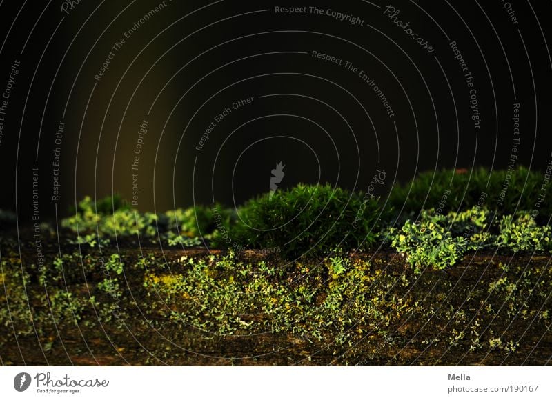 Moody times Environment Nature Plant Moss Lichen Growth Dark Near Natural Green Calm Colour photo Subdued colour Exterior shot Close-up Detail