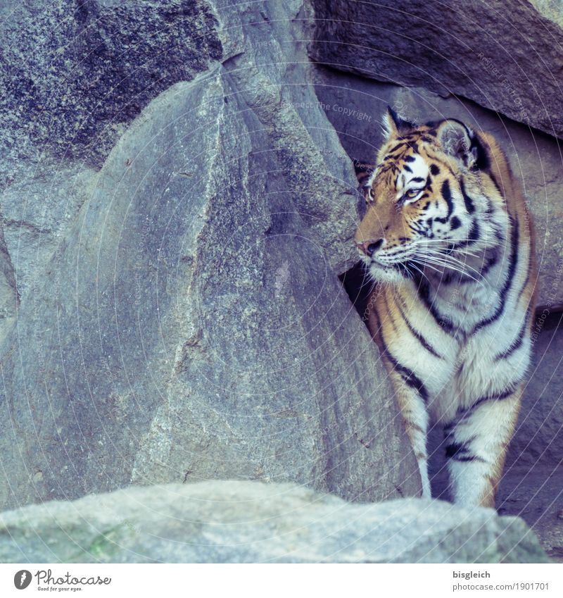 Is anybody coming? Animal Wild animal Tiger 1 Stone Listening Looking Stand Strong Yellow Gray Watchfulness Curiosity Power Colour photo Exterior shot Deserted