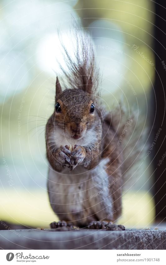 Squirrel with nut Food Nut Walnut Animal Park 1 Observe Touch Eating To hold on To feed Feeding Exceptional Friendliness Happy Delicious Near Curiosity Cute