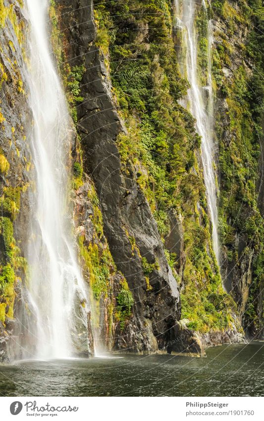 milford sound Environment Nature Landscape Plant Elements Water Beautiful weather Moss Rock Mountain Coast Fjord Ocean Exceptional Fresh Gigantic Natural Green