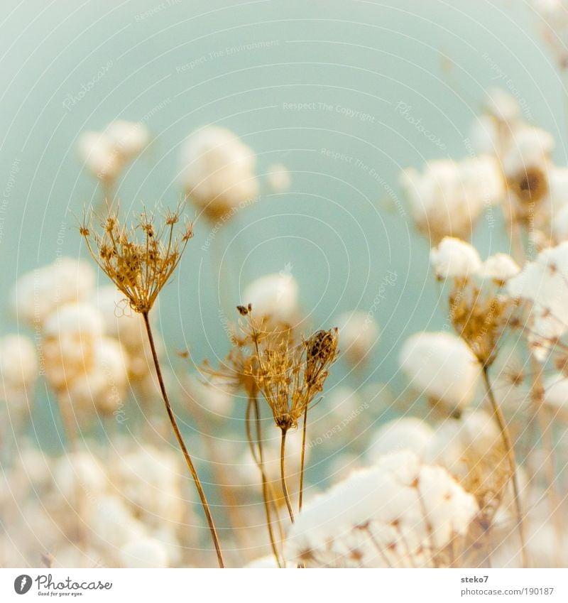 free your mind Winter Snow Landscape Plant Flower Field Faded To dry up Old Cold Dry White Anticipation Calm Hope Stress Ease Nature Survive Liberate