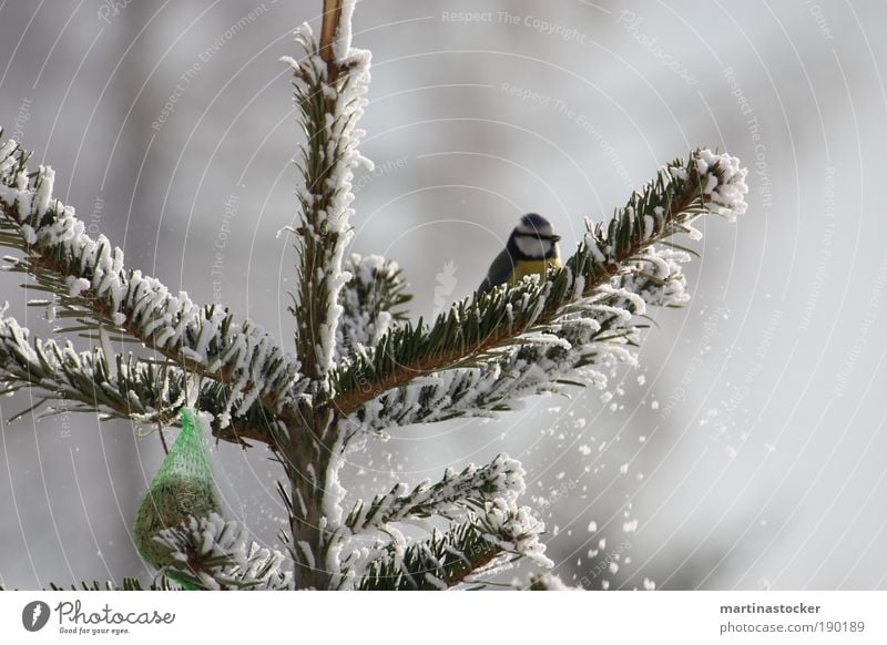 Blue Tit Freedom Nature Winter Snow Tree Animal Bird 1 Observe Sit Wait Cold Curiosity Cute Yellow Black White Birdseed Colour photo Exterior shot Day Snowfall