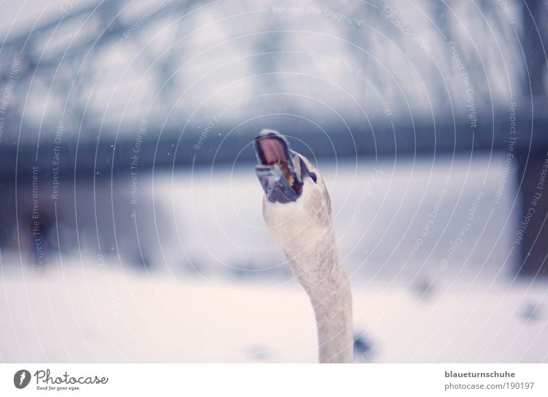 He's in for a blue miracle! Animal Bad weather Snow River bank Dresden Germany Europe Town Bridge Landmark Wild animal Swan Animal face 1 Aggression Brash Near